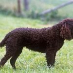 Amerikan Su Spanieli