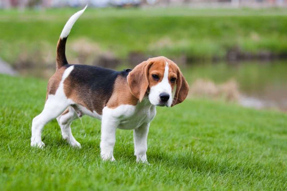 Beagle Köpek Bakımı Beagle Köpek Bakımı