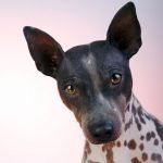 Amerikan Tüysüz Terrier