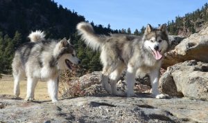 Amerikan Yerli Köpeği