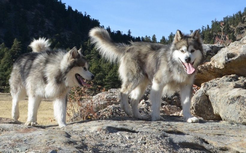 Amerikan Yerli Köpeği