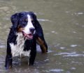 Appenzell Dağ Köpeği