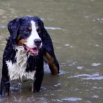 Appenzell Dağ Köpeği