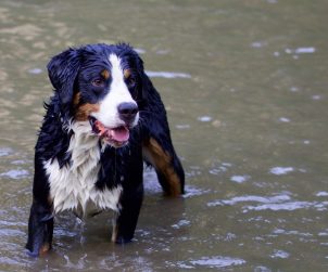 Appenzell Dağ Köpeği