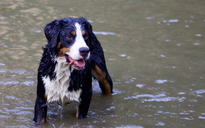 Appenzell Dağ Köpeği