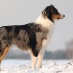 Avustralya Çoban Köpeği