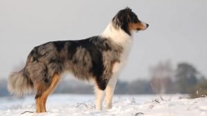 Avustralya Çoban Köpeği