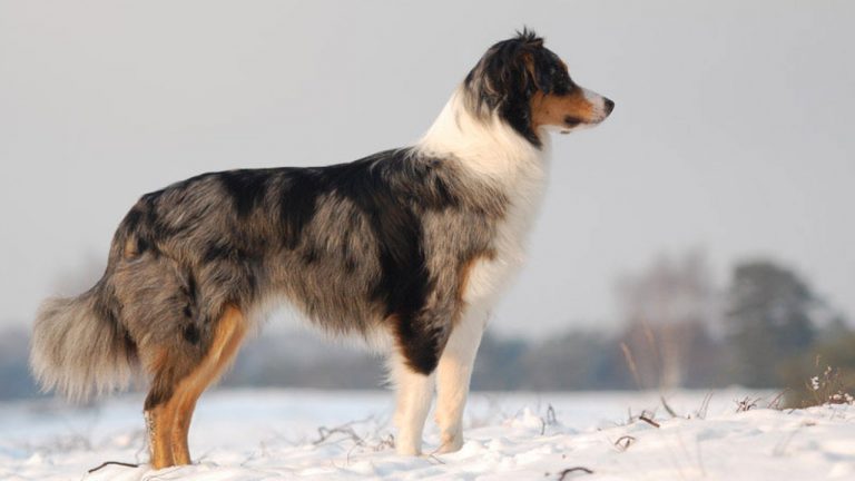 Avustralya Çoban Köpeği