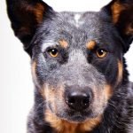 Avustralya Sığır Köpeği