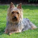 Avustralya Terrier