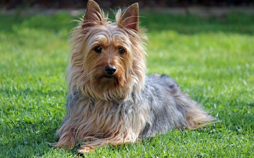 Avustralya Terrier