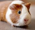 Ginepig (Guinea Pig) ve Hamster Arasındaki Farklar