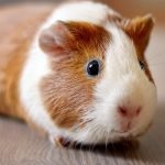 Ginepig (Guinea Pig) ve Hamster Arasındaki Farklar