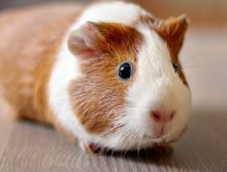 Ginepig (Guinea Pig) ve Hamster Arasındaki Farklar