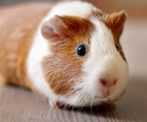 Ginepig (Guinea Pig) ve Hamster Arasındaki Farklar