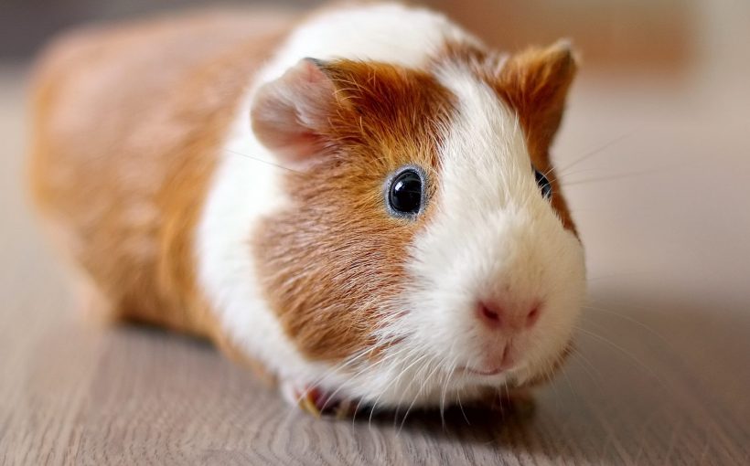 Ginepig (Guinea Pig) ve Hamster Arasındaki Farklar