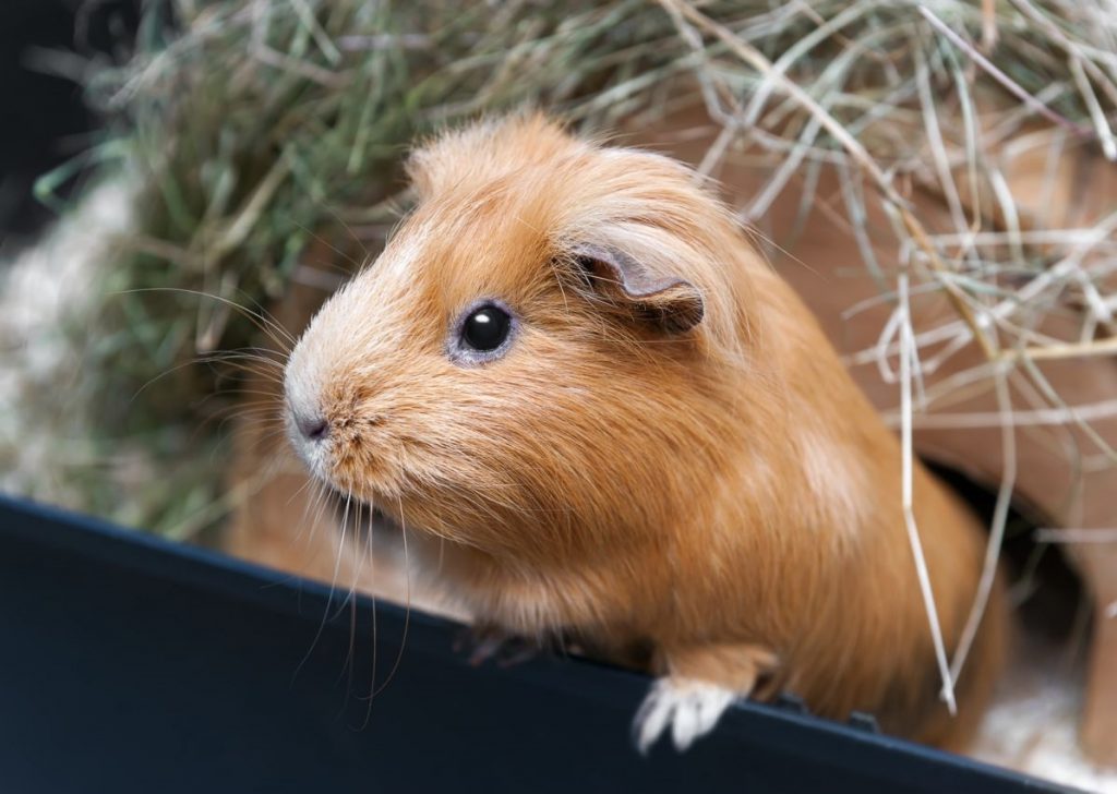 Ginepig Özellikleri