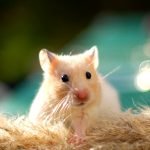 Hamster Cinsiyet Ayrımı