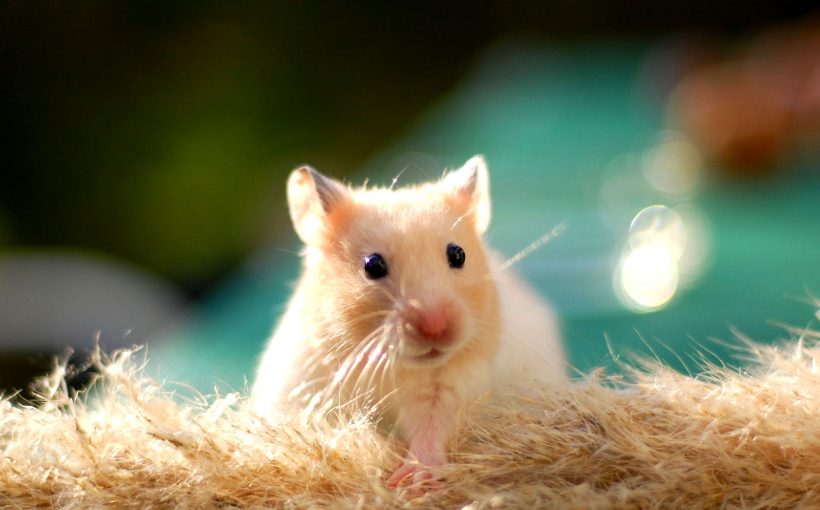 Hamster Cinsiyet Ayrımı