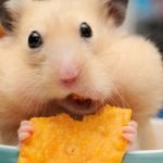 Hamsterlar Nasıl Eğitilir?