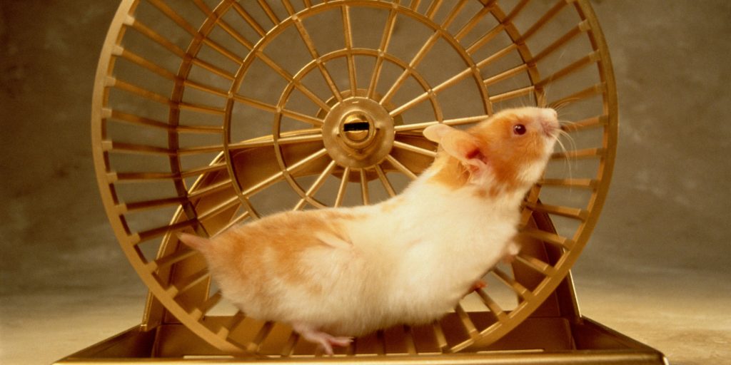 Featured image of post Gonzales Hamster Cinsiyet Ayr m sosyaldir ve gen ya ta birbirlerine tan t l rsa ayn cinsiyetten iftler veya yuvalarda tutulabilir