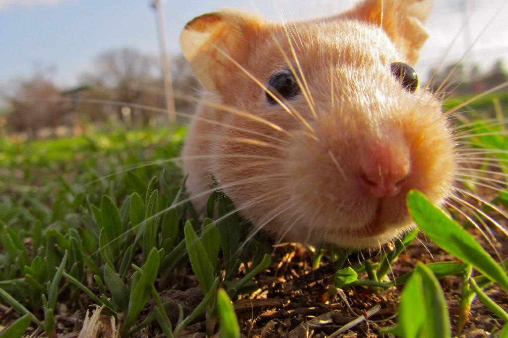 Hamster Özellikleri