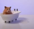 Hamster Yıkanır mı?