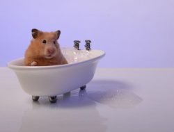 Hamster Yıkanır mı?