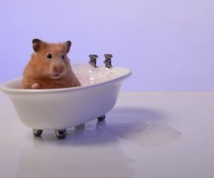 Hamster Yıkanır mı?