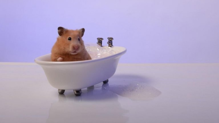 Hamster Yıkanır Mı?