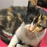 İstanbul Gaziosmanpaşa'da Kediye Tecavüz