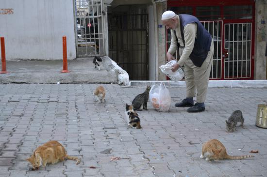 Camiye Giderken Bulduğu Kedi Hayatını Değiştirdi