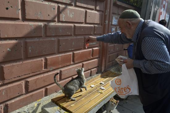 Camiye Giderken Bulduğu Kedi Hayatını Değiştirdi