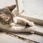 Kediler Neden Böcek Avlar?