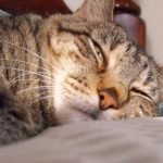 Kedilerde Uyku Sorunu
