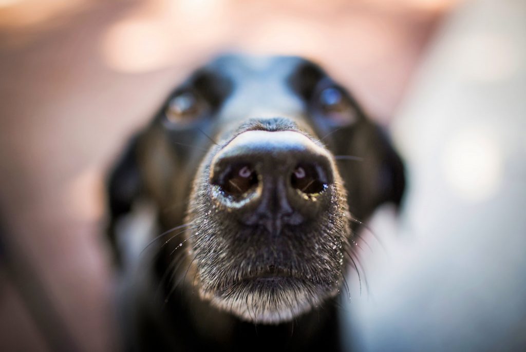 Köpeklerde Burun Akıntısı