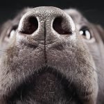Köpeklerde Burun Akıntısı
