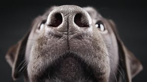 Köpeklerde Burun Akıntısı