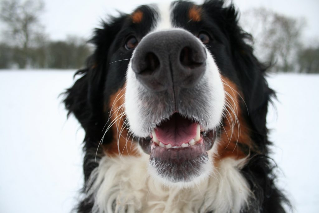 Köpeklerde Burun Akıntısı