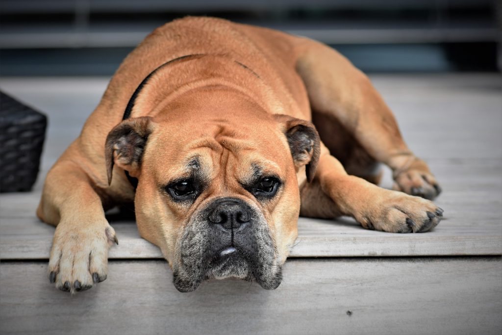 Köpeklerde Cilt Hastalıkları