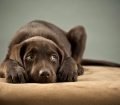 Köpeklerde En Sık Görülen 10 Hastalık