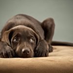 Köpeklerde En Sık Görülen 10 Hastalık