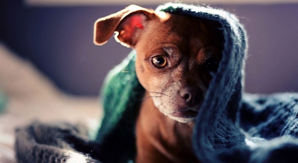 Köpeklerde En Sık Görülen 10 Hastalık