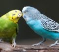 Muhabbet Kuşunun Cinsiyeti Nasıl Anlaşılır?