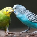 Muhabbet Kuşunun Cinsiyeti Nasıl Anlaşılır?