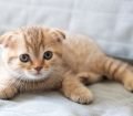 Scottish Fold