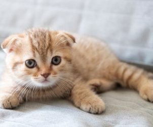 Scottish Fold