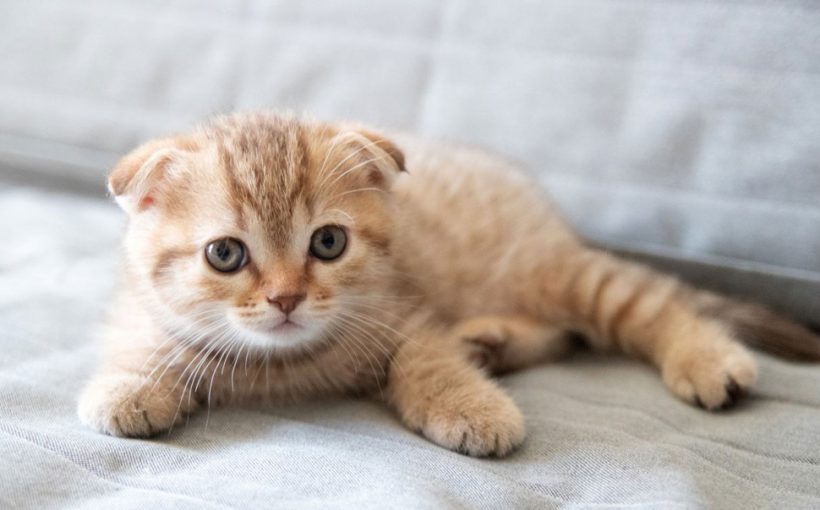 Scottish Fold