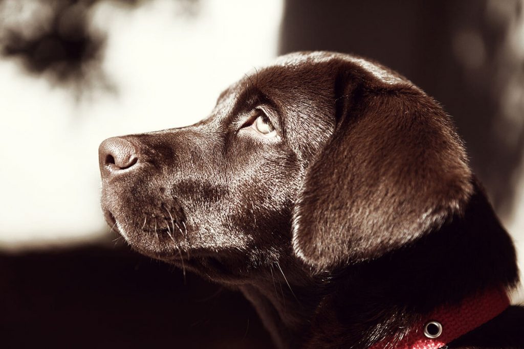 Köpeklerde Gençlik Hastalığı