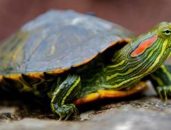 Su Kaplumbağalarında Hibernasyon Nedir?